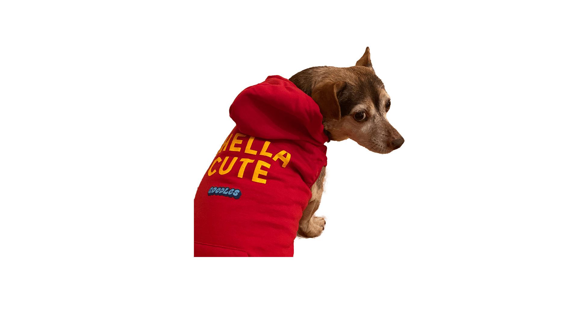 Dog-Shella-Cute Hero